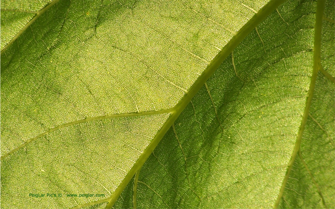 plants 100_0171dt.jpg